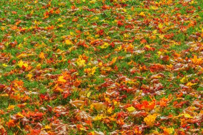 Seasonal Leaf Management